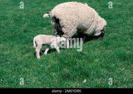 Pecore carine a Walter Peak, Queenstown Foto Stock