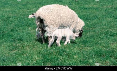Pecore carine a Walter Peak, Queenstown Foto Stock