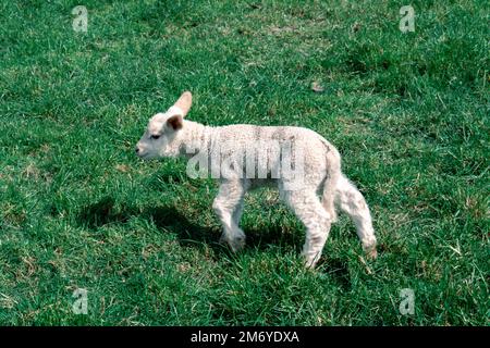 Pecore carine a Walter Peak, Queenstown Foto Stock