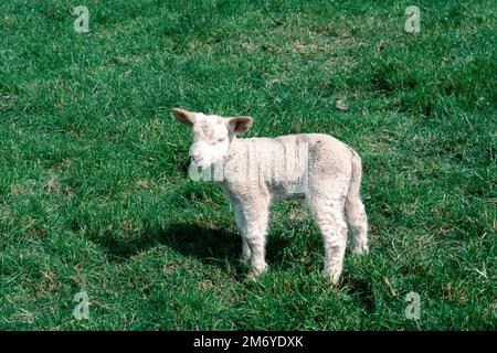 Pecore carine a Walter Peak, Queenstown Foto Stock