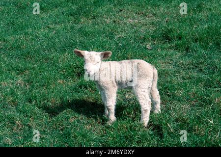 Pecore carine a Walter Peak, Queenstown Foto Stock