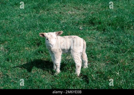 Pecore carine a Walter Peak, Queenstown Foto Stock