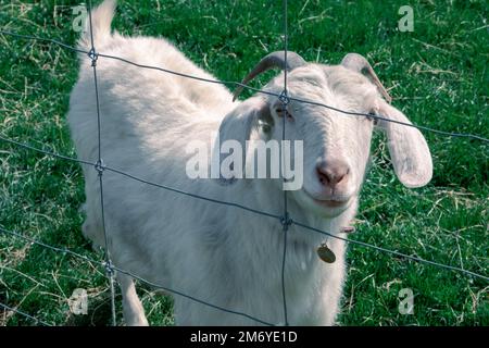 Pecore carine a Walter Peak, Queenstown Foto Stock