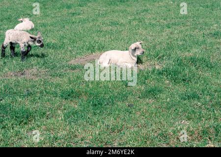 Pecore carine a Walter Peak, Queenstown Foto Stock
