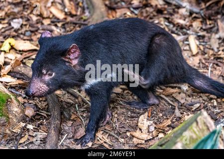 Diavolo della Tasmania (Sarcophilus harrisii) graffiare con la gamba posteriore. Foto Stock