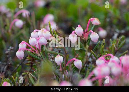 Rosmarinheide, Kahle Rosmarinheide, Polei-Gränke, Poleigränke, Lavendelheide, Polirosmarinheide und Verkauf, Rosmarin-Heide, Andromeda polifoli Foto Stock