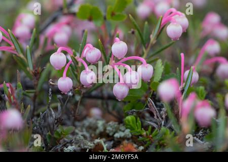 Rosmarinheide, Kahle Rosmarinheide, Polei-Gränke, Poleigränke, Lavendelheide, Polirosmarinheide und Verkauf, Rosmarin-Heide, Andromeda polifoli Foto Stock