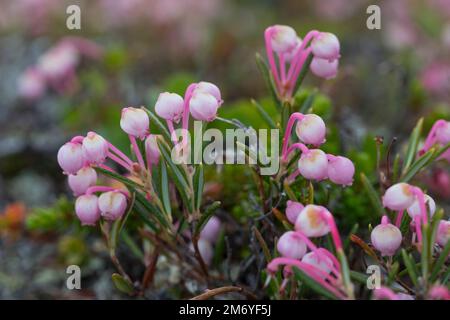 Rosmarinheide, Kahle Rosmarinheide, Polei-Gränke, Poleigränke, Lavendelheide, Polirosmarinheide und Verkauf, Rosmarin-Heide, Andromeda polifoli Foto Stock