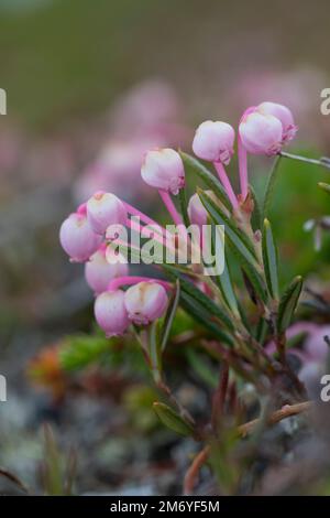 Rosmarinheide, Kahle Rosmarinheide, Polei-Gränke, Poleigränke, Lavendelheide, Polirosmarinheide und Verkauf, Rosmarin-Heide, Andromeda polifoli Foto Stock