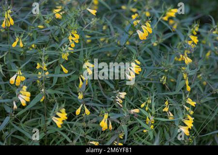 Wiesen-Wachtelweizen, Wiesenwachtelweizen, Melampyrum pratense, frumento tenero, le Mélampyre des prés, Millet des bois, Cochelet, Sarriette jaune Foto Stock