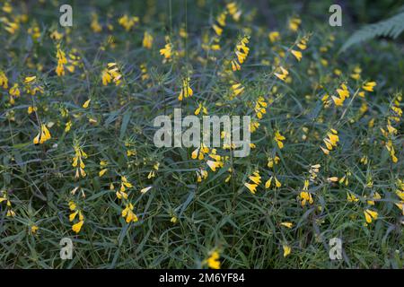 Wiesen-Wachtelweizen, Wiesenwachtelweizen, Melampyrum pratense, frumento tenero, le Mélampyre des prés, Millet des bois, Cochelet, Sarriette jaune Foto Stock