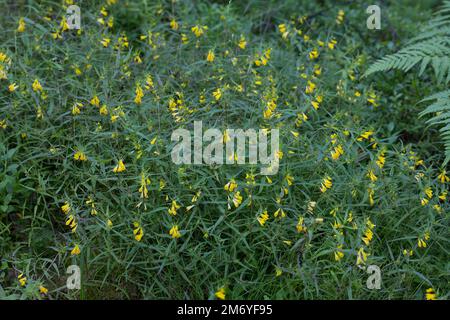 Wiesen-Wachtelweizen, Wiesenwachtelweizen, Melampyrum pratense, frumento tenero, le Mélampyre des prés, Millet des bois, Cochelet, Sarriette jaune Foto Stock