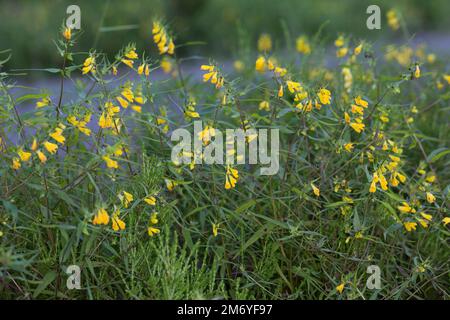 Wiesen-Wachtelweizen, Wiesenwachtelweizen, Melampyrum pratense, frumento tenero, le Mélampyre des prés, Millet des bois, Cochelet, Sarriette jaune Foto Stock