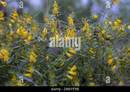 Wiesen-Wachtelweizen, Wiesenwachtelweizen, Melampyrum pratense, frumento tenero, le Mélampyre des prés, Millet des bois, Cochelet, Sarriette jaune Foto Stock