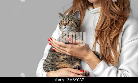 tabby gatto gattino adorabile femmina gatto seduto sul davanzale o in ragazza braccio zampe anteriori in donne palm.cat riflessione in vetro finestra.halloween morbido giocattolo Foto Stock