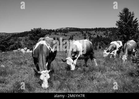 Mucca di latte. Mucche bianche e marroni. Mucche di montagna. Mucche prendere il sole Foto Stock