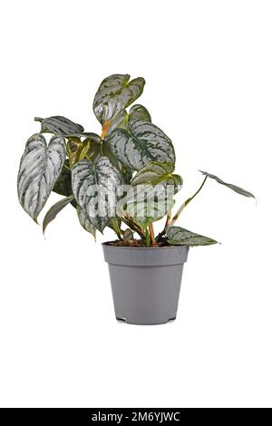 Houseplant 'Philodendron Brandtianum' esotico con motivo d'argento sulle foglie in vaso di fiori su sfondo bianco Foto Stock