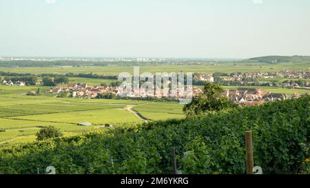 Vigneto prendendo il sole in regione Alsace.Wine in France.paesaggio mozzafiato con colline piene di viti in luce dorata. Bella vista sul vigneto Foto Stock