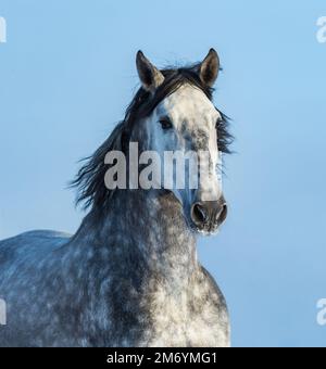 Cavallo Gray andaluso. Ritratto di cavallo spagnolo su cielo blu. Foto Stock