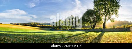 Una linea di alberi autunnali retroilluminati dal sole che proietta ombre sull'erba in primo piano Foto Stock