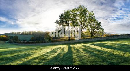 Una linea di alberi autunnali retroilluminati dal sole che proietta ombre sull'erba in primo piano Foto Stock