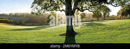 Albero autunnale con altalena retroilluminata dal sole che proietta ombre sull'erba in primo piano Foto Stock