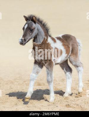 Cavallo americano in miniatura. Il fallo di spiedino d'argento della baia è un mese di nascita. Stallone. Foto Stock