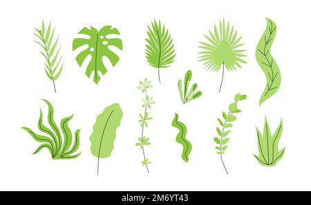 Set di piante esotiche verdi astratte e foglie Illustrazione Vettoriale