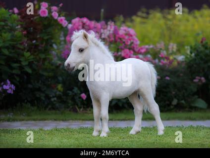 Cavallo americano in miniatura. Palomino foal su erba verde in giardino. Foto Stock