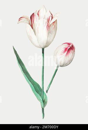 Illustrazione di un fiore di tulipano vintage in vettore Illustrazione Vettoriale