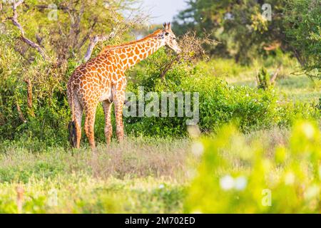 Massai-Giraffe (Giraffa tipelskirchi) nel Parco Nazionale di Tsavo Est, Kenya, Africa Foto Stock