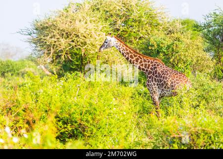 Massai-Giraffe (Giraffa tipelskirchi) nel Parco Nazionale di Tsavo Est, Kenya, Africa Foto Stock