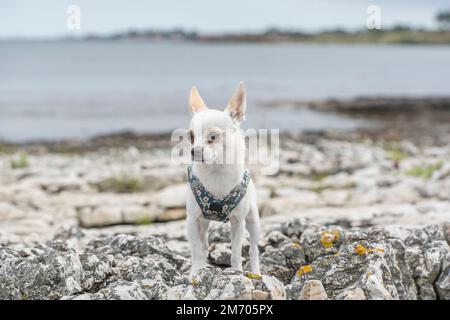 Un chihuahua bianco in piedi su una spiaggia con una imbracatura Foto Stock