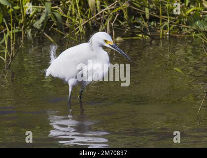 Bianco Snowy Egret tutte le piume bianche piume piumare e giallo faccia becco nero svanisce in acque poco profonde ruscello in Florida alla ricerca di pesce Foto Stock
