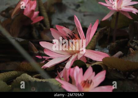 Lotteri rosa fioriscono su un laghetto ornamentale nel giardino. Foto Stock