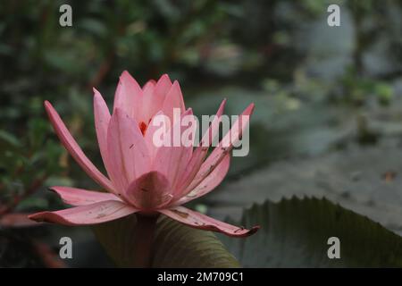 Una bellissima Ninfea rosa o fiore di loto in stagno Foto Stock