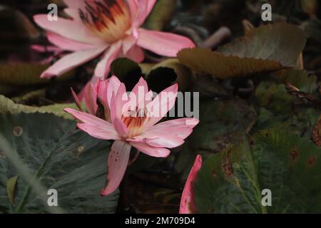 Primo piano di fiori di loto rosa o di giglio d'acqua Foto Stock