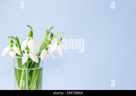uno o bouquet di gocce di neve in vetro tequila modello isolato fino primavera sta arrivando numero cifre donne giorno internazionale prima fiori della foresta Foto Stock