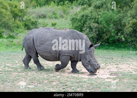 Singolo Rhino con il suo corno tagliato in una parte polverosa della savana nel Parco Nazionale Kruger, Sud Africa Foto Stock