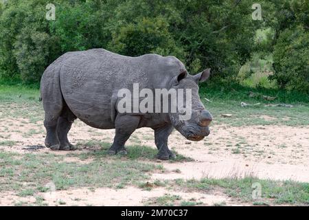 Singolo Rhino con il suo corno tagliato in una parte polverosa della savana nel Parco Nazionale Kruger, Sud Africa Foto Stock