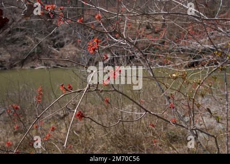 Un ramo di redbud fiorisce sull'Isola di Peavine nel Fiume Susquehanna Foto Stock