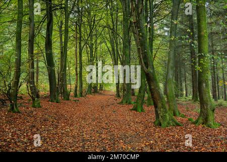 Tappeto di foglie autunnali nel bosco vicino a Monmouth, Galles del Sud. Foto Stock