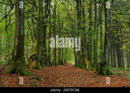 Tappeto di foglie autunnali nel bosco vicino a Monmouth, Galles del Sud. Foto Stock