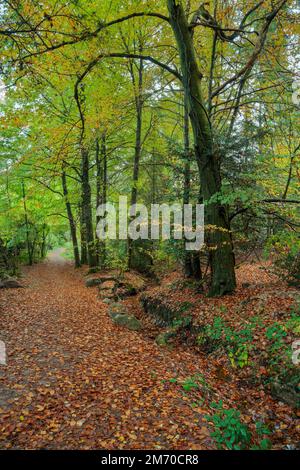 Tappeto di foglie autunnali nel bosco vicino a Monmouth, Galles del Sud. Foto Stock