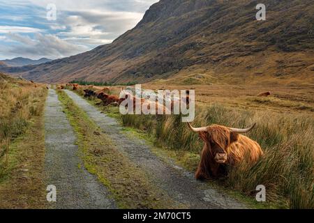 Bestiame delle Highland sulla proprietà di Inverinate, Scozia. Foto Stock