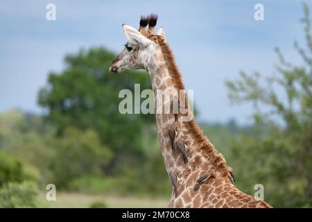 Ritratto del collo e della testa di una giraffa con Ox Peckers nel Parco Nazionale di Kruger, Sudafrica Foto Stock