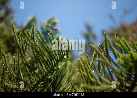 Primo piano di foglie di araucaria columnaris o di pino cuoco Foto Stock