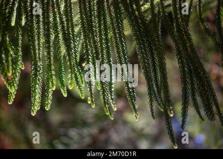 Primo piano di foglie di araucaria columnaris o di pino cuoco Foto Stock