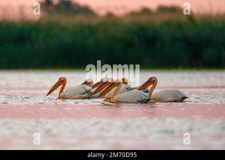 Pellicani nel Delta del Danubio all'alba in romania Foto Stock