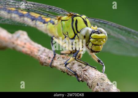 Lumaca verde grande dragonfly femmina verde (Ophiogomphus cecilia) su un ramoscello asciutto Foto Stock